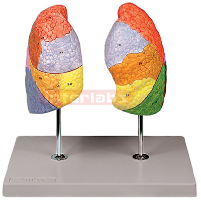 Interlabs? Lungs Model, Segmented 2 Pc